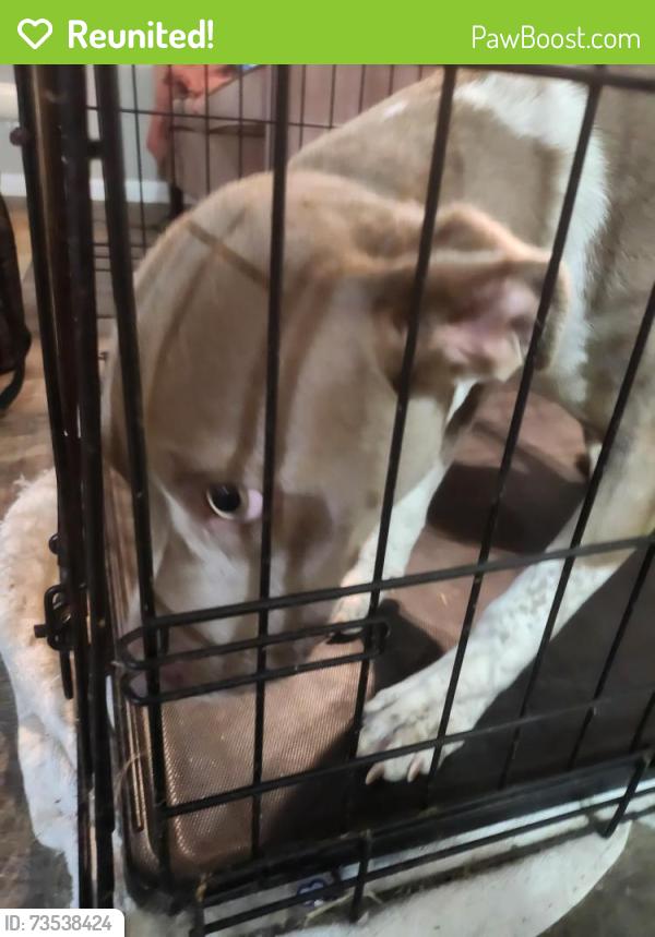 Reunited Female Dog last seen Ruth Street and Cherry Ln, Athens, GA 30601