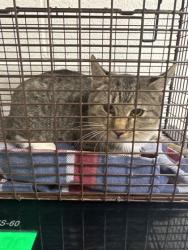 Shelter Stray Male Cat last seen Near Bowers Park Cir, Knox County ASO, TN, 3201 Division St, Knoxville, TN 37919, USA