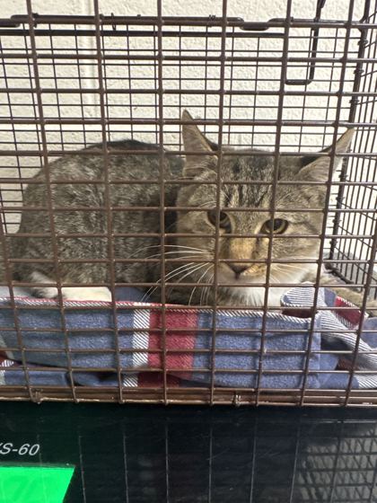 Shelter Stray Male Cat last seen Near Bowers Park Cir, Knox County ASO, TN, 3201 Division St, Knoxville, TN 37919, USA