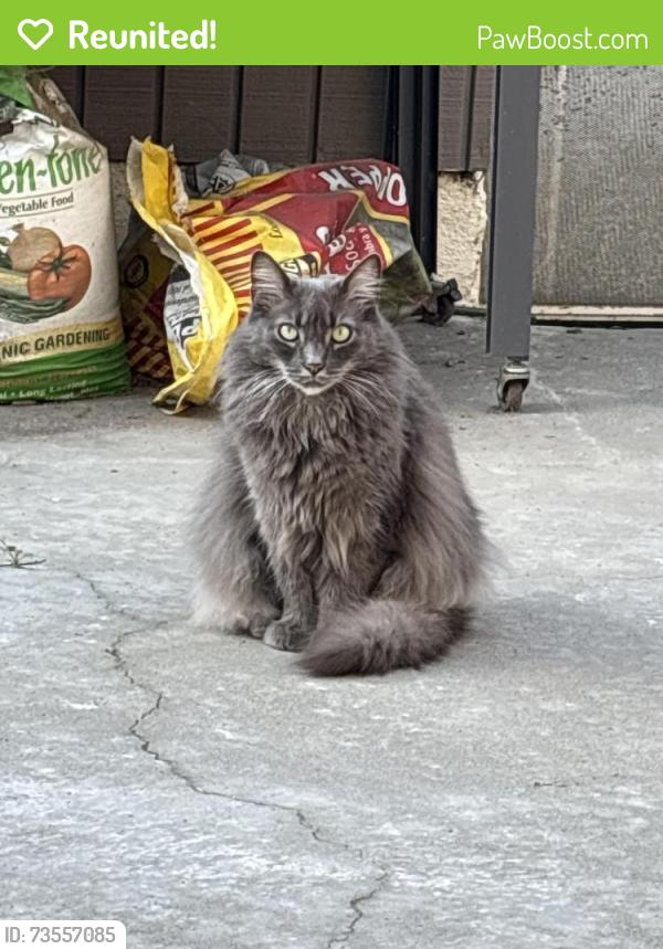 Reunited Female Cat last seen Bloomfield and Orange, Cypress, CA 90630