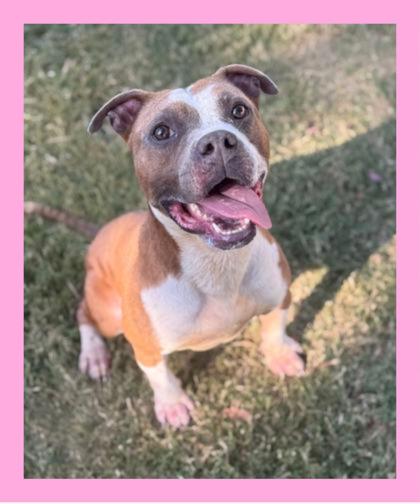 Shelter Stray Male Dog last seen Cotton Plant Drive & Crestridge, Memphis, TN, 935 Farm Rd, Memphis, TN 38134, USA