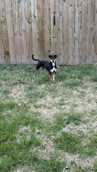Found/Stray Unknown Dog last seen Grove and La Salle, Richardson, TX 75081