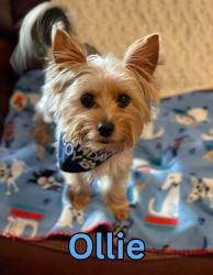Reunited Male Dog last seen Sherrouse Road × Rockridge lakeland fl, Polk County, FL 33810