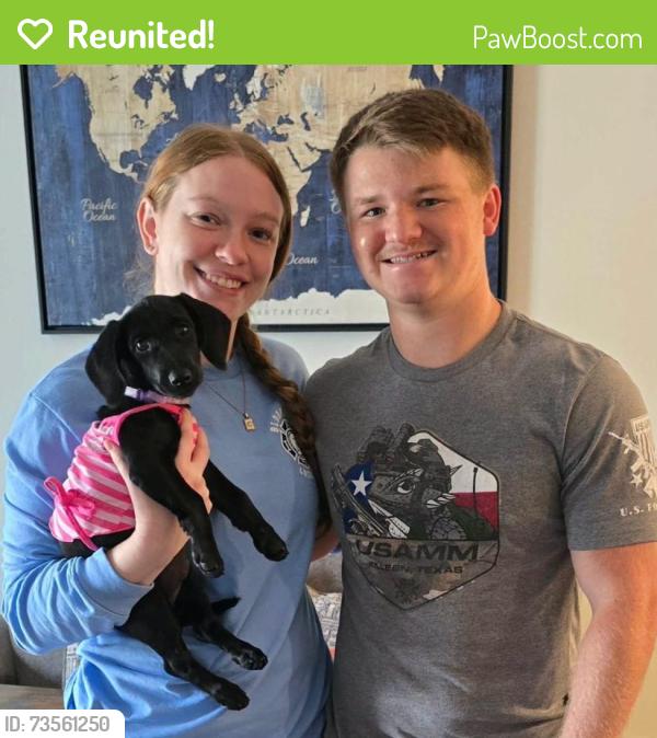 Reunited Female Dog last seen Near Herb Kelleher Way, Dallas, TX 75235, USA, Dallas, TX 75235