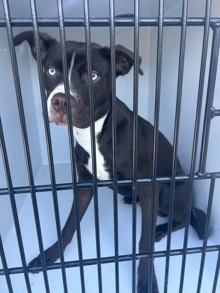 Shelter Stray Male Dog last seen FERN RIDGE RD / S CLUB HOUSE RD, VIRGINIA BEACH, VA, 23452, 341 S Birdneck Rd, Virginia Beach, VA 23451, USA