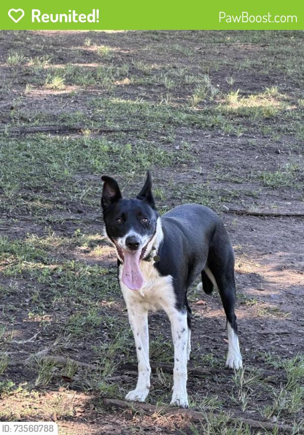Reunited Female Dog last seen Beaudesert road, Moorooka, QLD 4105