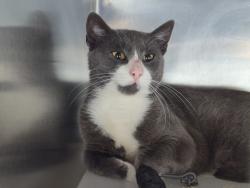 Shelter Stray Male Cat last seen Near Hamilton Avenue, STATEN ISLAND, NY, 10304, 3139 Veterans Rd W, Staten Island, NY 10309, USA