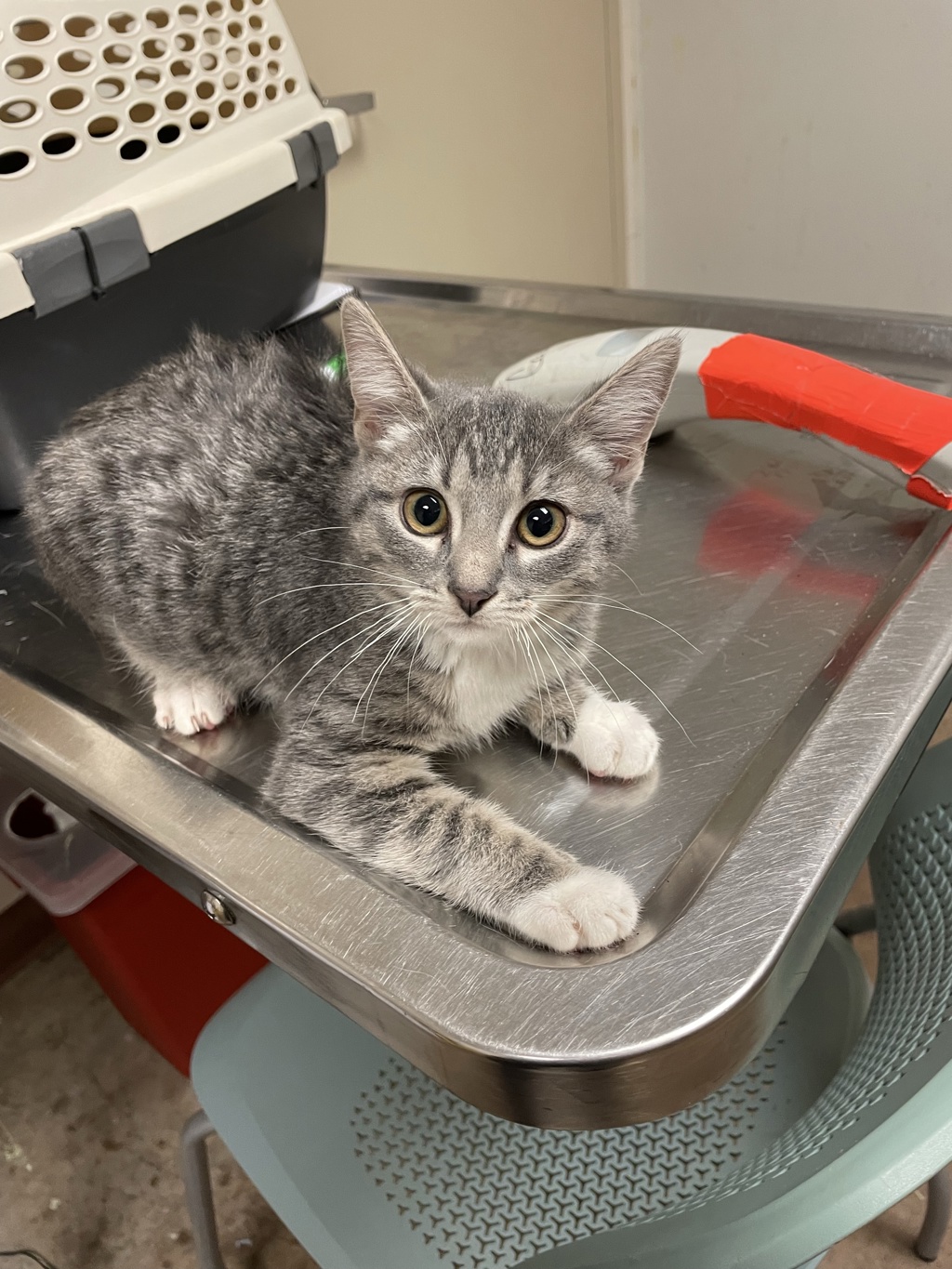 Shelter Stray Female Cat last seen Near Levander Loop, AUSTIN, TX, 78702, 7201 Levander Loop bldg a, Austin, TX 78702, USA