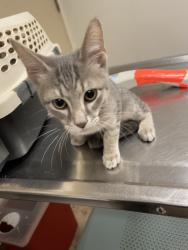Shelter Stray Male Cat last seen Near Levander Loop, AUSTIN, TX, 78702, 7201 Levander Loop bldg a, Austin, TX 78702, USA