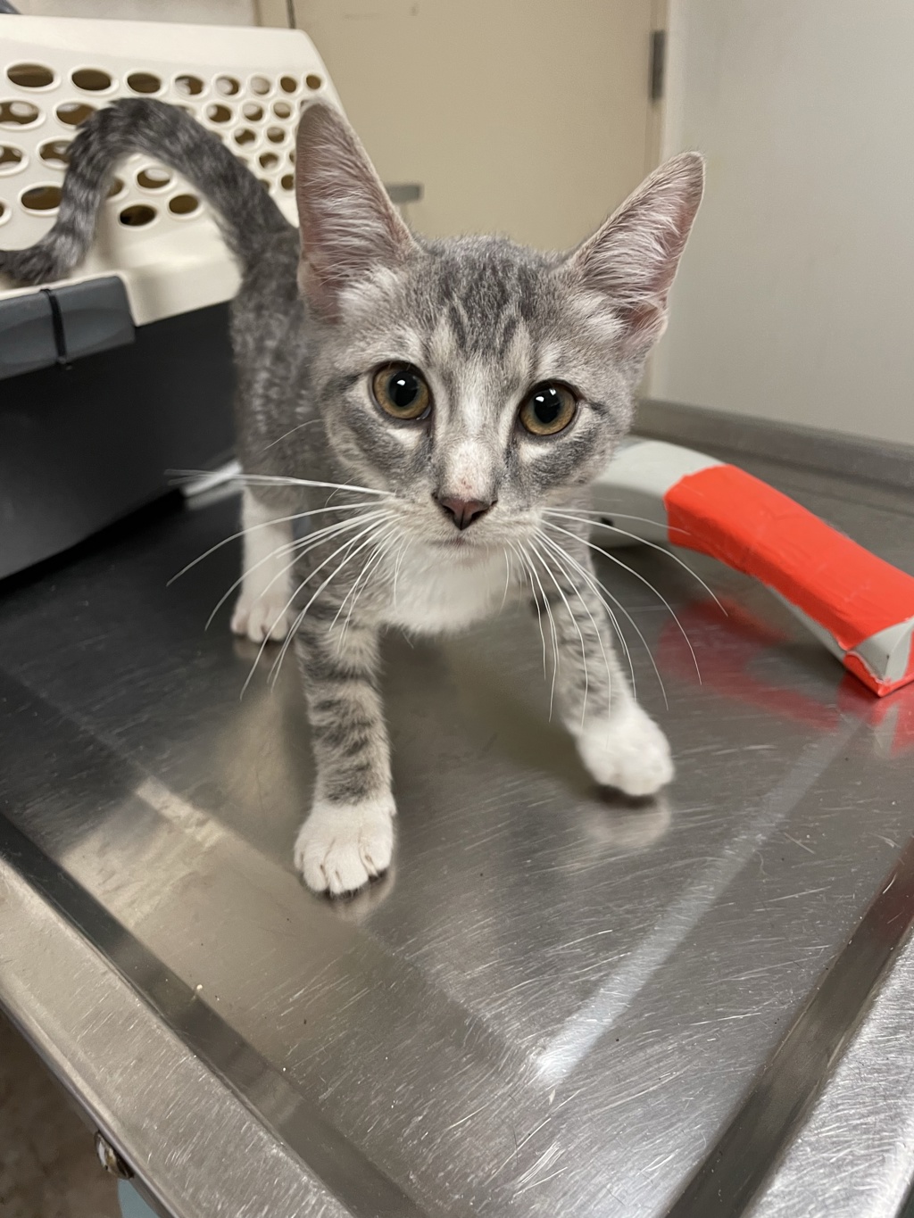 Shelter Stray Male Cat last seen Near Levander Loop, AUSTIN, TX, 78702, 7201 Levander Loop bldg a, Austin, TX 78702, USA