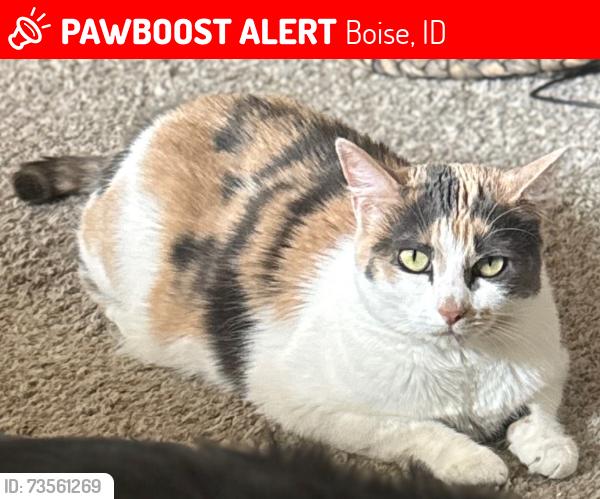 Lost Female Cat last seen 36th & Lassen, Boise, ID 83703