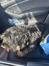Reunited Male Dog last seen flt shoals SW & Smyrna rd SW, Conyers, GA 30094