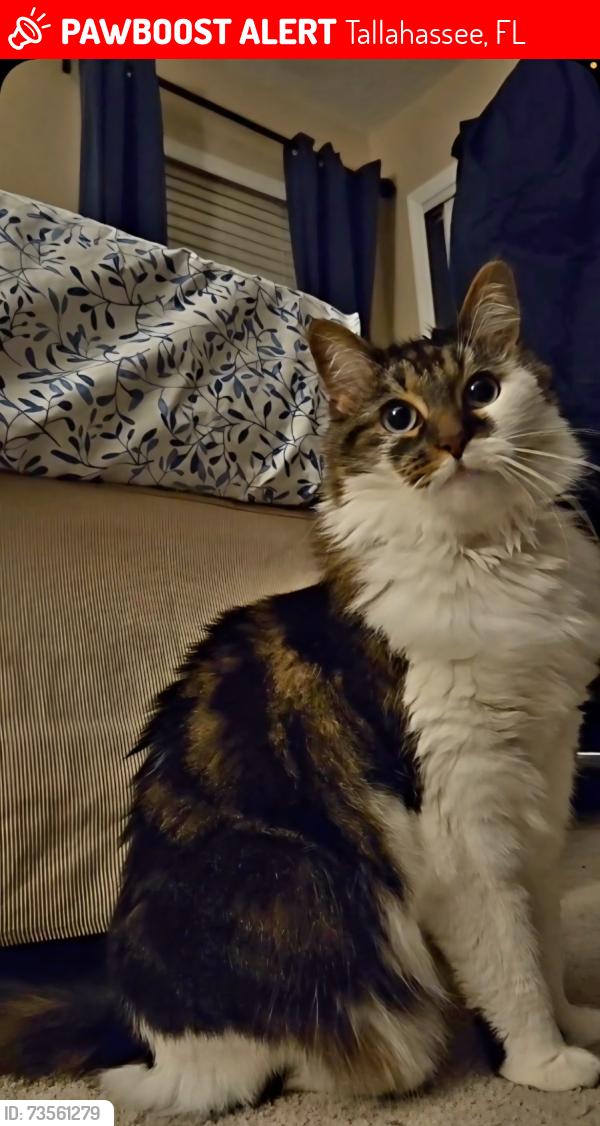 Lost Female Cat last seen N Shannon Lakes & Clare Castle, Tallahassee, FL 32309