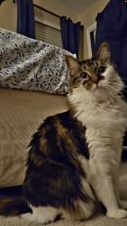 Lost Female Cat last seen N Shannon Lakes & Clare Castle, Tallahassee, FL 32309