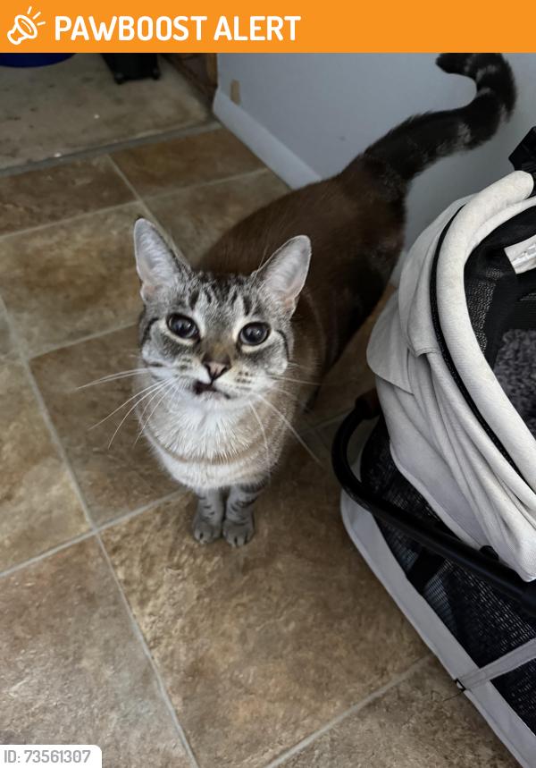 Found/Stray Unknown Cat last seen Leighstation Road, Rochester Institute of Technology, NY 14623