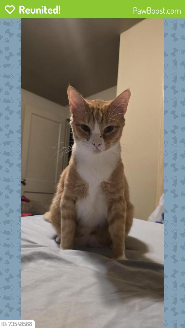 Reunited Male Cat last seen Cherry ln and mistletoe ave near sw 15th st, Del City, OK 73115