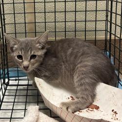 Shelter Stray Unknown Cat last seen , 4500 N Access Rd, Chattanooga, TN 37415, USA