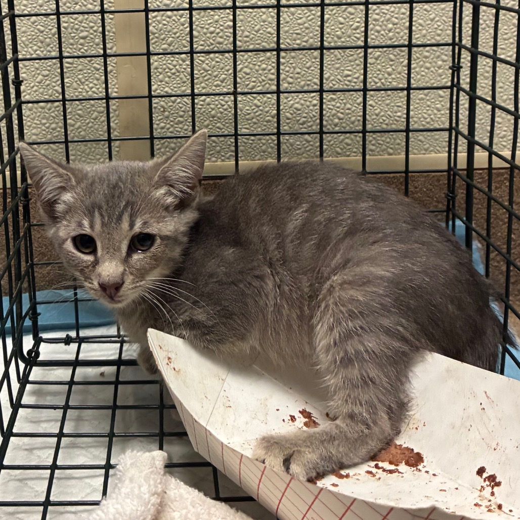 Shelter Stray Unknown Cat last seen , 4500 N Access Rd, Chattanooga, TN 37415, USA