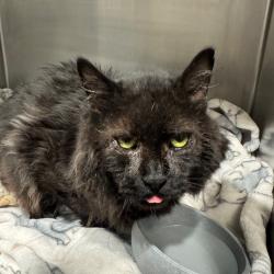 Shelter Stray Male Cat last seen , 3607 N Armenia Ave, Tampa, FL 33607, USA