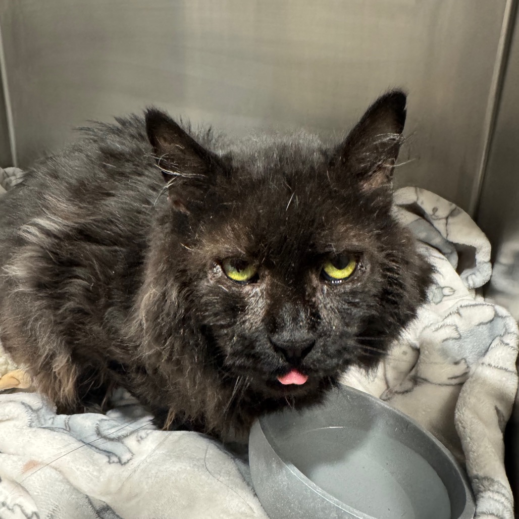 Shelter Stray Male Cat last seen , 3607 N Armenia Ave, Tampa, FL 33607, USA