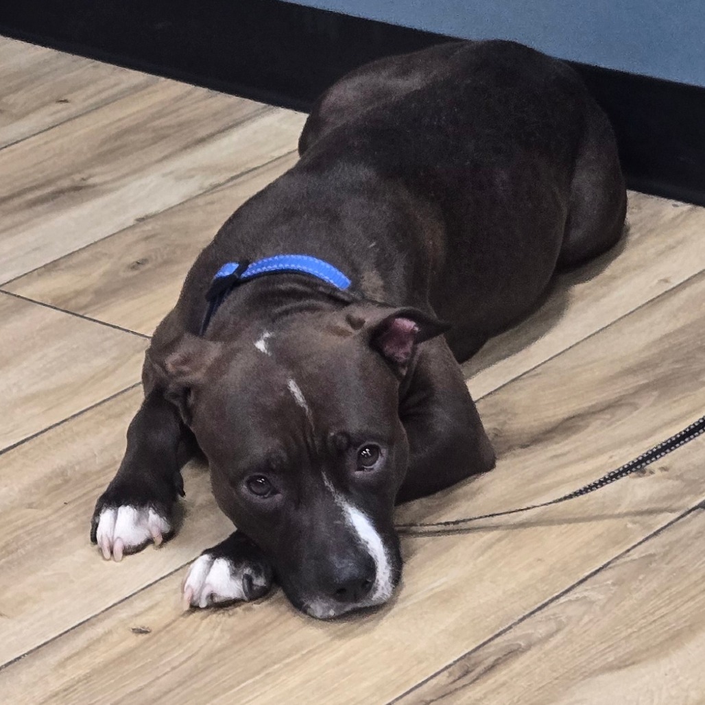 Shelter Stray Female Dog last seen , 124 Evergreen Ave, Newark, NJ 07114, USA