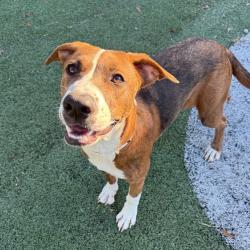 Shelter Stray Female Dog last seen , 2350 Appling City Cove, Memphis, TN 38133, USA
