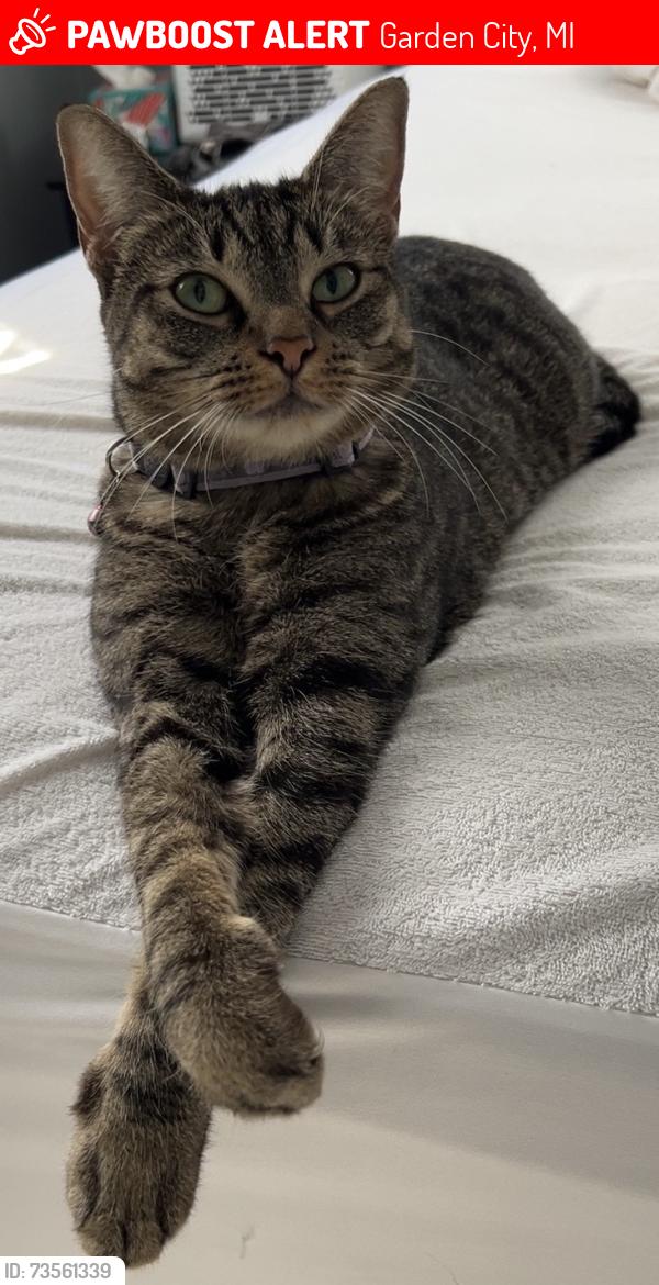 Lost Female Cat last seen Cherry hill & farmington, Garden City, MI 48135