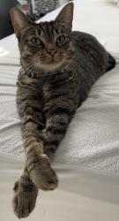 Lost Female Cat last seen Cherry hill & farmington, Garden City, MI 48135