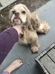 Reunited Male Dog last seen Union Ave, Campbell, CA 95008