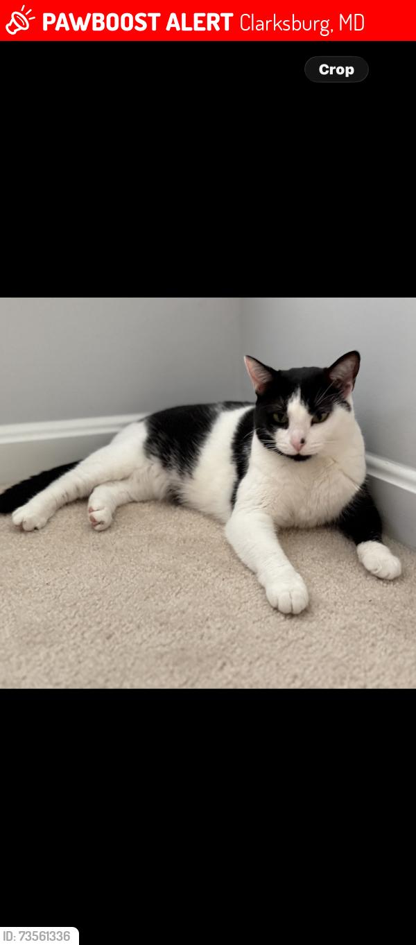 Lost Female Cat last seen Near Catawba Hill Dr., Clarksburg, MD 20871