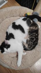 Lost Female Cat last seen Stjames silver avenue route90, Winnipeg, MB 
