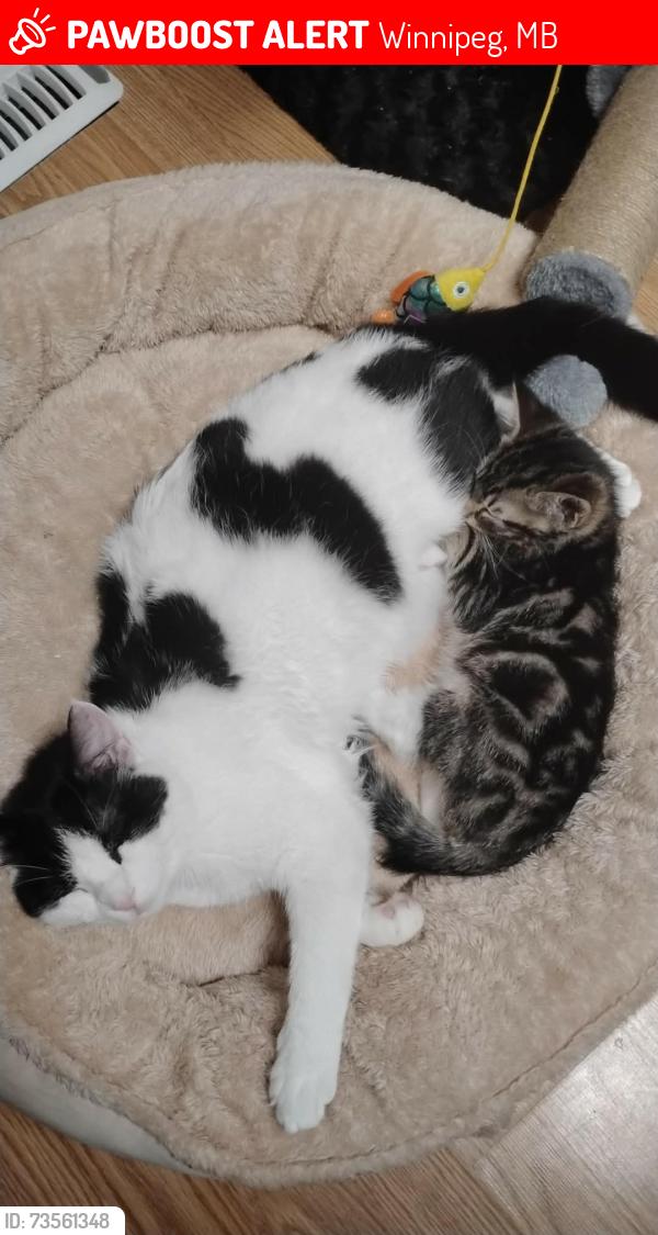 Lost Female Cat last seen Stjames silver avenue route90, Winnipeg, MB 