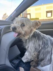 Found/Stray Male Dog last seen Near Knight Arnold Rd, Memphis, TN 38118, Memphis, TN 38118