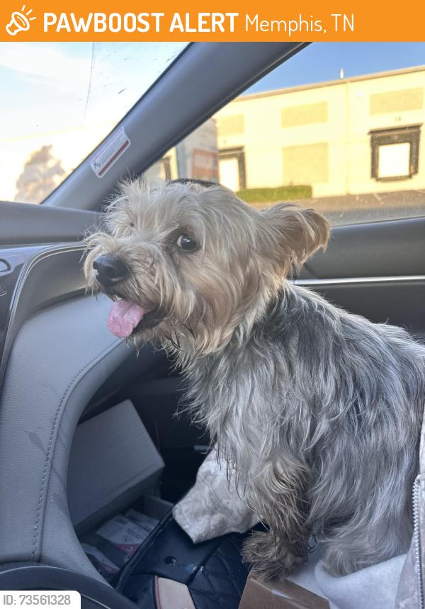 Found/Stray Male Dog last seen Near Knight Arnold Rd, Memphis, TN 38118, Memphis, TN 38118