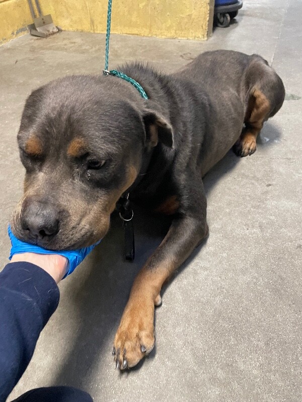 Shelter Stray Male Dog last seen Near CA-4, Stockton, CA 95215, USA, 1575 S Lincoln St, Stockton, CA 95206, USA