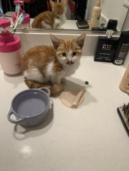 Found/Stray Unknown Cat last seen Sweet jam cafe is a nearby restaurant, Norfolk, VA 23504