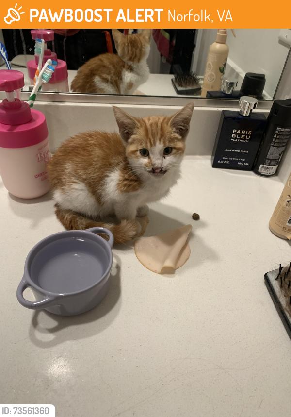 Found/Stray Unknown Cat last seen Sweet jam cafe is a nearby restaurant, Norfolk, VA 23504