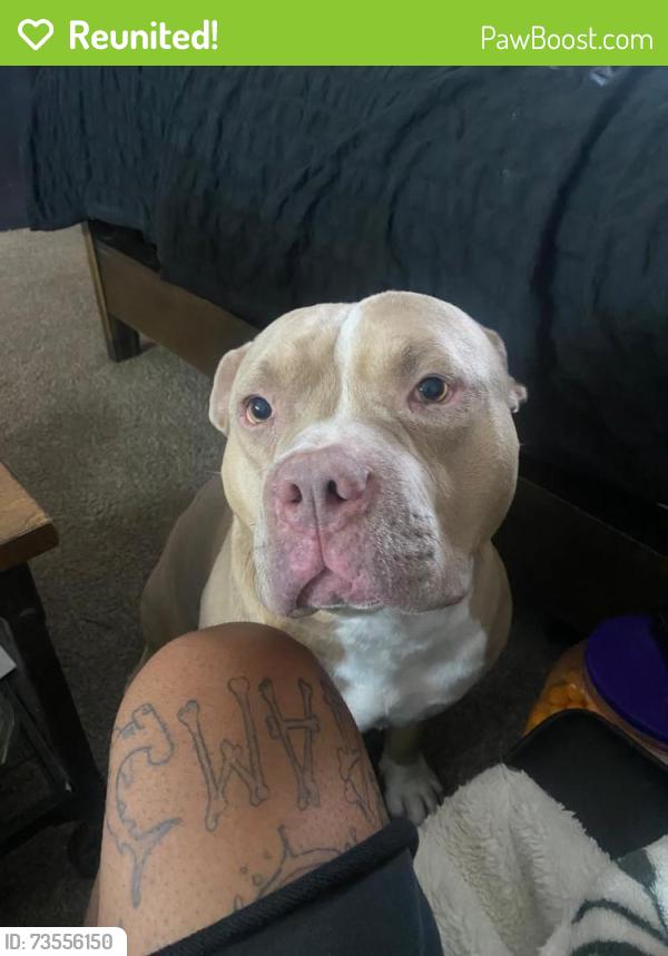 Reunited Male Dog last seen Greenback and sunrise, Citrus Heights, CA 95610