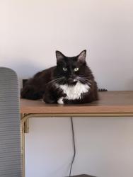 Reunited Female Cat last seen S Blanchard St, Wheaton, IL 60187