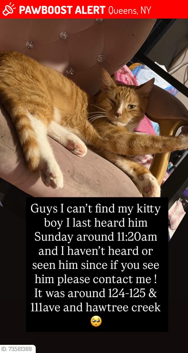 Lost Male Cat last seen Near hawtree creek road, Queens, NY 11420