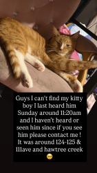 Lost Male Cat last seen Near hawtree creek road, Queens, NY 11420