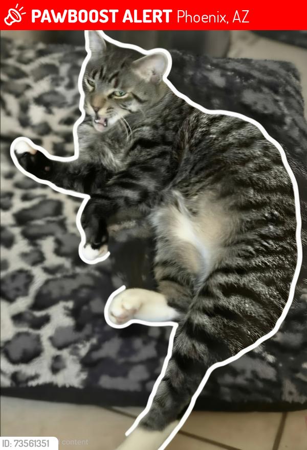 Lost Male Cat last seen N 3rd Ave and w osborn, Phoenix, AZ 85013