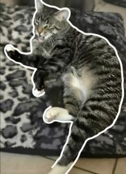 Lost Male Cat last seen N 3rd Ave and w osborn, Phoenix, AZ 85013