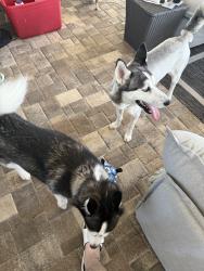 Reunited Female Dog last seen Shortleaf Ct, North Weeki Wachee, FL 34613