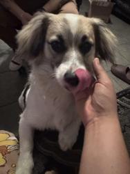 Lost Male Dog last seen Los Ángeles St. and possibly Rockenbach St, Irwindale, CA 91706