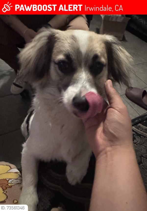 Lost Male Dog last seen Los Ángeles St. and possibly Rockenbach St, Irwindale, CA 91706