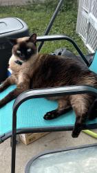 Reunited Female Cat last seen Mansions of Prosper, McKinney, TX 75071