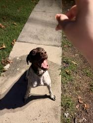 Reunited Male Dog last seen Pocket Road, Sugar Valley, GA 30746