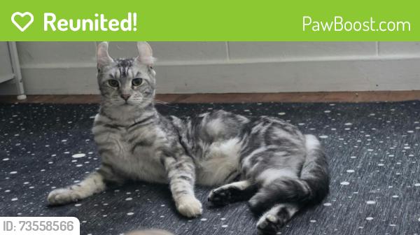 Reunited Female Cat last seen Near Karen Court, Cottage Grove, OR 97424