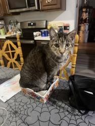 Lost Male Cat last seen Southern and 40th st, Phoenix, AZ 85042